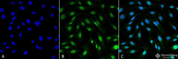 Immunocytochemistry/Immunofluorescence analysis using Mouse Anti-MDC1 Monoclonal Antibody, Clone P2B11 (STMA00055). Tissue: Fibroblast cell line (NIH 3T3). Species: Mouse. Fixation: 4% Formaldehyde for 15 min at RT. Primary Antibody: Mouse Anti-MDC1 Monoclonal Antibody (STMA00055) at 1:100 for 60 min at RT. Secondary Antibody: Goat Anti-Mouse ATTO 488 at 1:100 for 60 min at RT. Counterstain: DAPI (blue) nuclear stain at 1:5000 for 5 min RT.