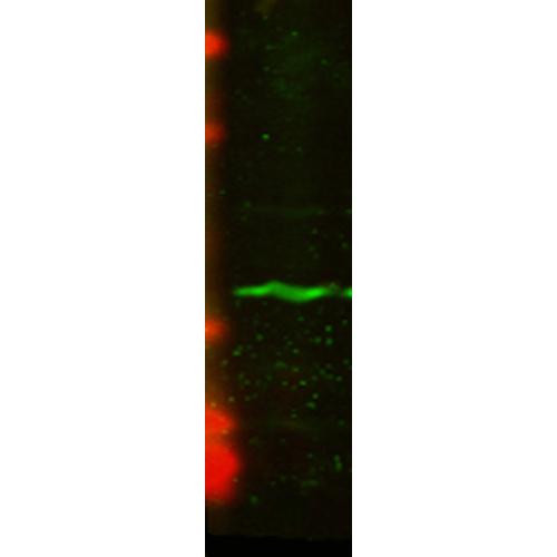 Western Blot analysis of Human U2OS cell lysate showing detection of CENP-A protein using Mouse Anti-CENP-A Monoclonal Antibody, Clone 5A7-2E11 (STMA00057). Primary Antibody: Mouse Anti-CENP-A Monoclonal Antibody (STMA00057) at 1:1000.