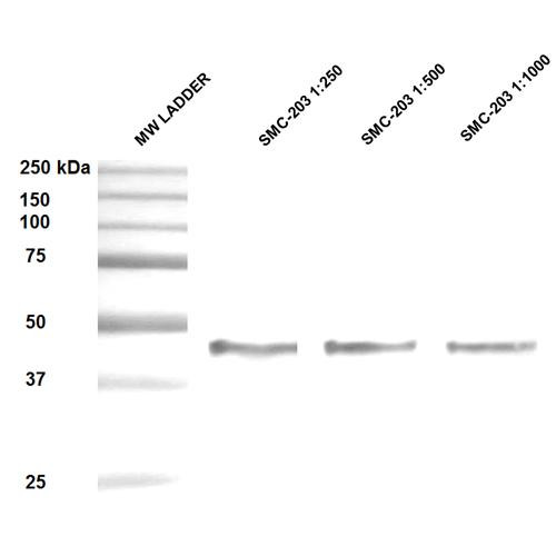 Western Blot analysis of Human Epithelial cell (A431) lysates showing detection of ~47 kDa Hsp47 protein using Mouse Anti-Hsp47 Monoclonal Antibody, Clone 1C4-1A6 (STMA00058). Lane 1: MW ladder. Lane 2: Anti-Hsp47 (1:250). Lane 3: Anti-Hsp47 (1:500). Lane 4: Anti-Hsp47 (1:1000). Load: 20 µg. Block: 5% milk + TBST for 1 hour at RT. Primary Antibody: Mouse Anti-Hsp47 Monoclonal Antibody (STMA00058) at 1:250 - 1:1000 for 1 hour at RT.
