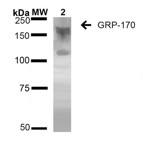 Western Blot analysis of Human Embryonic kidney epithelial cell line (HEK293) lysates showing detection of ~170 kDa GRP170 protein using Mouse Anti-GRP170 Monoclonal Antibody, Clone 6E3-2C2 (STMA00067). Lane 1: Molecular Weight Ladder (MW). Lane 2: HEK-293 cell lysate. Load: 20 µg. Block: 2% BSA and 2% Skim Milk in 1X TBST. Primary Antibody: Mouse Anti-GRP170 Monoclonal Antibody (STMA00067) at 1:1000 for 16 hours at 4°C.