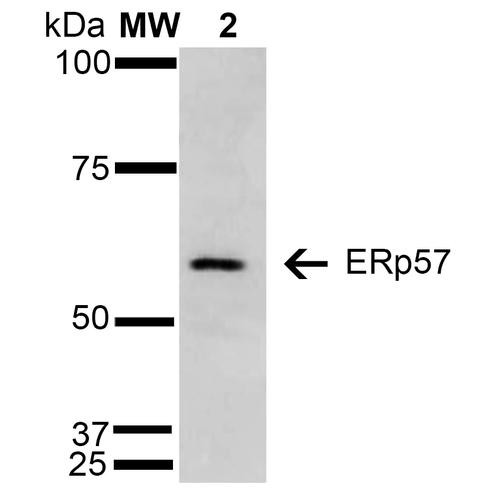 Western Blot analysis of Human Cervical cancer cell line (HeLa) lysate showing detection of 57 kDa Erp57 protein using Mouse Anti-Erp57 Monoclonal Antibody, Clone 4F9 (STMA00076). Lane 1: Molecular Weight Ladder (MW). Lane 2: HeLa cell lysate. Load: 15 µg. Block: 5% Skim Milk in TBST. Primary Antibody: Mouse Anti-Erp57 Monoclonal Antibody (STMA00076) at 1:1000 for 2 hours at RT.