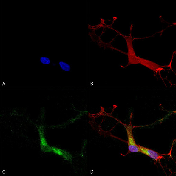 Immunocytochemistry/Immunofluorescence analysis using Mouse Anti-HCN1 Monoclonal Antibody, Clone S70 (STMA00083). Tissue: Neuroblastoma cells (SH-SY5Y). Species: Human. Fixation: 4% PFA for 15 min. Primary Antibody: Mouse Anti-HCN1 Monoclonal Antibody (STMA00083) at 1:100 for overnight at 4°C with slow rocking. Secondary Antibody: AlexaFluor 488 at 1:1000 for 1 hour at RT.