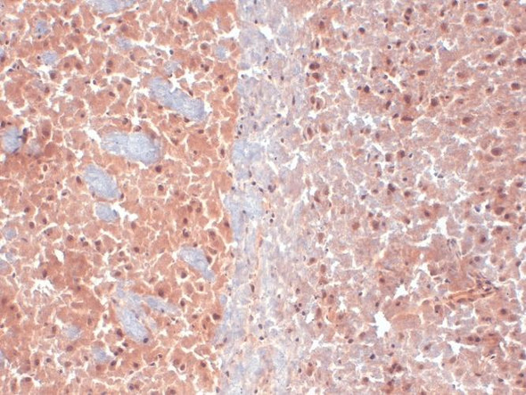 Immunohistochemistry analysis using Mouse Anti-KCNQ4 Monoclonal Antibody, Clone N43/6 (STMA00086). Tissue: frozen brain section. Species: Mouse. Fixation: 10% Formalin Solution for 12-24 hours at RT. Primary Antibody: Mouse Anti-KCNQ4 Monoclonal Antibody (STMA00086) at 1:1000 for 1 hour at RT. Secondary Antibody: HRP/DAB Detection System: Biotinylated Goat Anti-Mouse, Streptavidin Peroxidase, DAB Chromogen (brown) for 30 minutes at RT.