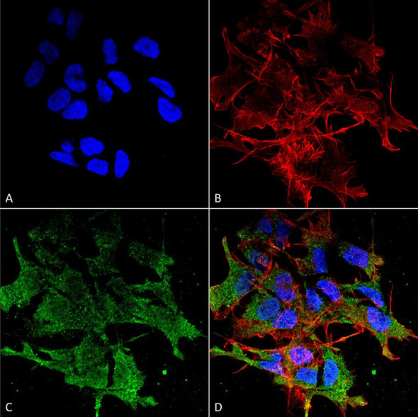 Immunocytochemistry/Immunofluorescence analysis using Mouse Anti-SHANK (pan) Monoclonal Antibody, Clone S23b-49 (STMA00093). Tissue: Neuroblastoma cell line (SK-N-BE). Species: Human. Fixation: 4% Formaldehyde for 15 min at RT. Primary Antibody: Mouse Anti-SHANK (pan) Monoclonal Antibody (STMA00093) at 1:100 for 60 min at RT. Secondary Antibody: Goat Anti-Mouse ATTO 488 at 1:200 for 60 min at RT.