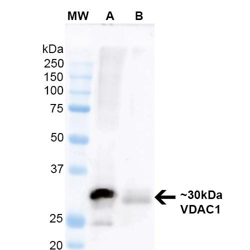 Western Blot analysis of Mouse Brain and Human RT-4 lysates showing detection of ~30 kDa VDAC1 protein using Mouse Anti-VDAC1 Monoclonal Antibody, Clone N152B/23 (STMA00151). Lane 1: Molecular Weight Ladder. Lane A: Mouse Brain Lysate. Lane B: Human RT-4 Lysate. Block: 5% Skim milkin TBST. Primary Antibody: Mouse Anti-VDAC1 Monoclonal Antibody (STMA00151) at 1:200 for 60 min at RT.