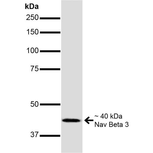 Western Blot analysis of Mouse Brain showing detection of ~40 kDa Nav Beta 3 protein using Mouse Anti-Nav Beta 3 Monoclonal Antibody, Clone N396/29 (STMA00169). Lane 1: MW Ladder. Lane 2: Mouse Brain. Load: 20 µg. Primary Antibody: Mouse Anti-Nav Beta 3 Monoclonal Antibody (STMA00169) at 1:1000 for 16 hours at 4°C. Secondary Antibody: Goat Anti-Mouse IgG: HRP at 1:200 for 1 hour at RT. Predicted/Observed Size: ~40 kDa.