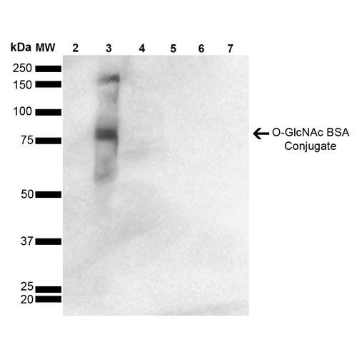 Western Blot analysis of GlcNAc-BSA Conjugate showing detection of 67 kDa O-GlcNAc protein using Mouse Anti-O-GlcNAc Monoclonal Antibody, Clone 9H6 (STMA00175). Lane 1: Molecular Weight Ladder (MW). Lane 2: BSA. Lane 3: GlcNAc-BSA. Lane 4: GalNAc-BSA. Lane 5: Galactose-BSA. Lane 6: Glucose-BSA. Lane 7: Citrulline-BSA. Load: 2.0 µg. Block: 5% Skim Milk in TBST.