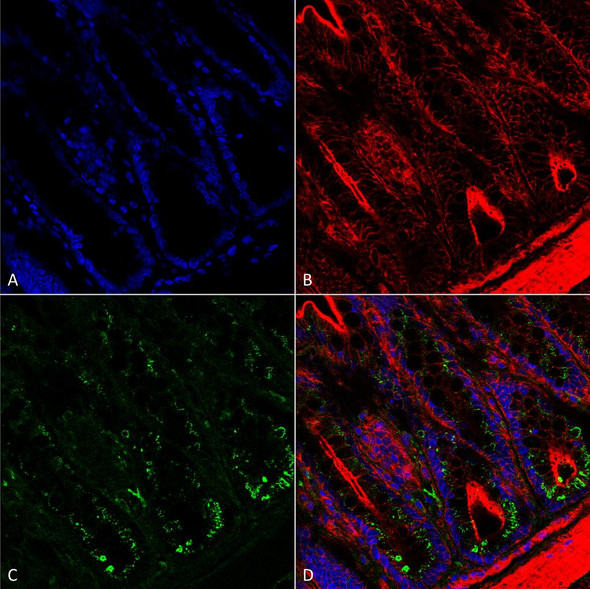 Immunohistochemistry analysis using Mouse Anti-O-GalNAc Monoclonal Antibody, Clone 9B9 (STMA00176). Tissue: colon. Species: Mouse. Fixation: Formalin fixed, paraffin embedded. Primary Antibody: Mouse Anti-O-GalNAc Monoclonal Antibody (STMA00176) at 1:25 for 1 hour at RT. Secondary Antibody: Goat Anti-Mouse: Alexa Fluor 488. Counterstain: Actin-binding Phalloidin-Alexa Fluor 633; DAPI (blue) nuclear stain. Magnification: 63X.