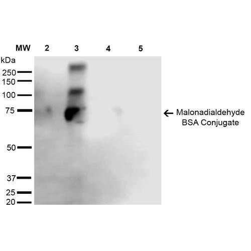 Western Blot analysis of Malondialdehyde-BSA Conjugate showing detection of 67 kDa Malondialdehyde protein using Mouse Anti-Malondialdehyde Monoclonal Antibody, Clone 6H6 (STMA00184). Lane 1: Molecular Weight Ladder (MW). Lane 2: Malondialdehyde-BSA (0.5 µg). Lane 3: Malondialdehyde-BSA (2.0 µg). Lane 4: BSA (0.5 µg). Lane 5: BSA (2.0 µg). Block: 5% Skim Milk in TBST.