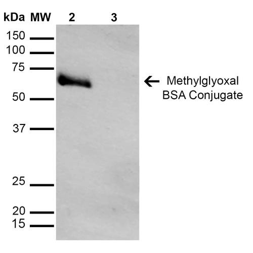 Western Blot analysis of Methylglyoxal-BSA Conjugate showing detection of 67 kDa Methylglyoxal protein using Mouse Anti-Methylglyoxal Monoclonal Antibody, Clone 9F11 (STMA00187). Lane 1: Molecular Weight Ladder (MW). Lane 2: Methylglyoxal-BSA. Lane 3: BSA. Load: 0.5 µg. Block: 5% Skim Milk in TBST. Primary Antibody: Mouse Anti-Methylglyoxal Monoclonal Antibody (STMA00187) at 1:1000 for 2 hours at RT.