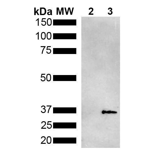 Western Blot analysis of Pseudomonas aeruginosa Metallothionein (PmtA) GST tagged showing detection of 36 kDa Metallothionein protein using Mouse Anti-Metallothionein Monoclonal Antibody, Clone 2B5 (STMA00201). Lane 1: Molecular Weight Ladder (MW). Lane 2: GST. Lane 3: Purified Pseudomonas aeruginosa Metallothionein (PmtA) GST tagged. Load: 1 µg. Block: 5% Skim Milk powder in TBST.