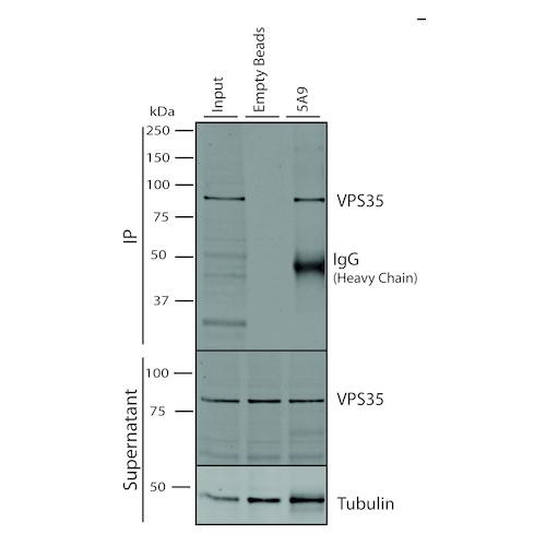 Immunoprecipitation analysis using Mouse Anti-VPS35 Monoclonal Antibody, Clone 5A9 (STMA00209). Tissue: A549 cells. Species: Human. Primary Antibody: Mouse Anti-VPS35 Monoclonal Antibody (STMA00209). 500 µL cell culture supernatants were incubated with 10 µL of Protein A/G resin beads for 1 hour at 4⁰C. STMA00209 clone 5A9 depletes VPS35 from the A549 cell extract.