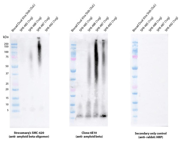 Western blot analysis comparing detection of Amyloid Beta 1-42 constructs (amyloid beta 1-42 peptide; amyloid beta 1-42 oligomers; amyloid beta 1-42 pre-formed fibrils; amyloid beta pyroglutamate 3-42 pre-formed fibrils). Block: 5% skim milk. Primary Antibodies: Rabbit Anti-Amyloid Beta 1-42 oligomer monoclonal antibody (STMA00224, clone 2F9) & Mouse Anti-Amyloid Beta 1-16 monoclonal antibody (Biolegend 803001, clone 6E10), at 1:10,000 & 1:1000.