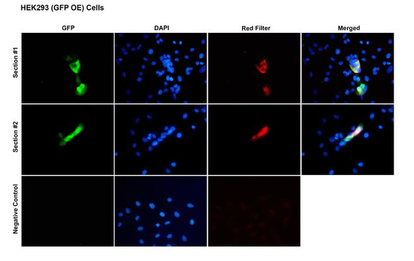 Immunocytochemistry/Immunofluorescence analysis with Mouse Anti-GFP Monoclonal Antibody, Clone H24 (STMA00231). Tissue: Embryonic kidney cells (HEK-293). Species: Human. Transfection: GFP expressing plasmid, incubated for 48 hours. Fixation: 4% PFA for 10 min at RT. Permeabilization: 0.15% TritonX for 15 min at RT. Blocking: 10% goat serum for 1 hour at RT.