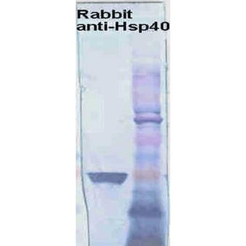 Western blot analysis of Human Cervical cancer cell line (HeLa) lysate showing detection of HSP40 protein using Rabbit Anti-HSP40 Polyclonal Antibody (STPA00001). Primary Antibody: Rabbit Anti-HSP40 Polyclonal Antibody (STPA00001) at 1:1000.