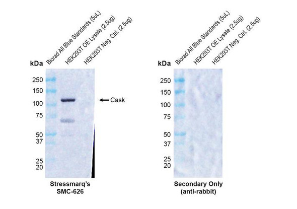 Western blot analysis with Rabbit Anti-CASK Monoclonal Antibody, Clone PT55 (STMA00230) showing detection of Human CASK protein in a transient over-expression (OE) lysate (OriGene LY401218). Block: 2% skim milk + 2% BSA for 1 hour at RT. Primary Antibody: Rabbit Anti-Human CASK Recombinant Monoclonal [PT55] (STMA00230) at 1:10,000 for 2 hours at RT. Secondary Antibody: Goat anti-rabbit IgG-HRP (H&L) at 1:5000 for 1 hour at RT.