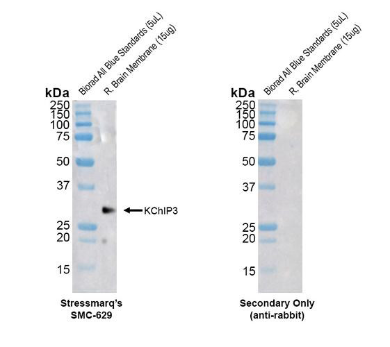 Western blot analysis with Rabbit Anti-Rat KChIP3 Monoclonal Antibody, Clone X12 (STMA00233) showing detection of Rat KChIP3 protein in a Rat brain membrane lysate. Block: 2% skim milk + 2% BSA for 1 hour at RT. Primary Antibody: Rabbit Anti-Rat KChIP3 Recombinant Monoclonal [X12] (STMA00233) at 1:1000 for 2 hours at RT. Secondary Antibody: Goat anti-rabbit IgG-HRP (H&L) at 1:5000 for 1 hour at RT.