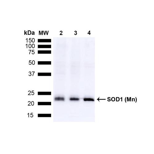 Western blot analysis of Mouse Brain, Rat Brain, and Rat Brain Membrane showing detection of 24.7kDa SOD2 (Mn) protein using Rabbit Anti-SOD2 (Mn) Polyclonal Antibody (STPA00014). Lane 1: MW Ladder. Lane 2: Mouse Brain (15 µg). Lane 3: Rat Brain (15 µg). Lane 4: Rat Brain Membrane (15 µg). Block: 5% Skim Milk powder in TBST. Primary Antibody: Rabbit Anti-SOD2 (Mn) Polyclonal Antibody (STPA00014) at 1:1000 for O/N at 4C.