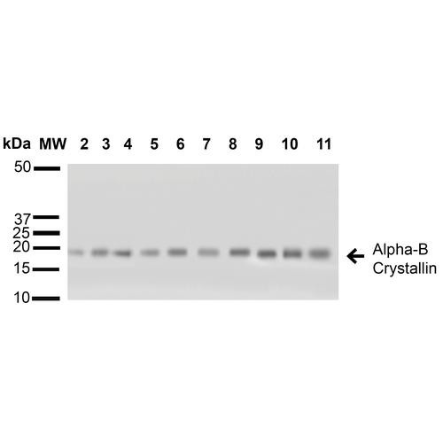 Western blot analysis of Human A431, HCT116, HeLa, HepG2, HEK293, HUVEC, Jurkat, MCF7, PC3 and T98G cell lysates showing detection of ~22 kDa Alpha B Crystallin protein using Rabbit Anti-Alpha B Crystallin Polyclonal Antibody (STPA00018). Lane 1: Molecular Weight Ladder (MW). Lane 2: A431 cell lysates. Lane 3: HCT116 cell lysates. Lane 4: HeLa cell lysates. Lane 5: HepG2 cell lysates. Lane 6: HEK293 cell lysates. Lane 7: HUVEC cell lysates.