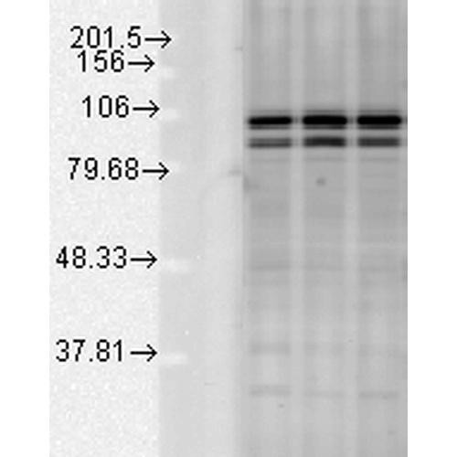Western blot analysis of Rat tissue mix showing detection of Calnexin-CT protein using Rabbit Anti-Calnexin-CT Polyclonal Antibody (STPA00031). Load: 15 µgprotein. Block: 1.5% BSA for 30 minutes at RT. Primary Antibody: Rabbit Anti-Calnexin-CT Polyclonal Antibody (STPA00031) at 1:1000 for 2 hours at RT. Secondary Antibody: Donkey Anti-Rabbit IgG: HRP for 1 hour at RT.