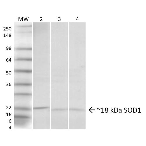 Western blot analysis of Human, Rat, Mouse Hela cells, Brain, Lung showing detection of ~18 kDa SOD1 (UbetaB) protein using Rabbit Anti-SOD1 (UbetaB) Polyclonal Antibody (STPA00041). Lane 1: Molecular Weight Ladder. Lane 2: Human HeLa Cell Lysates. Lane 3: Rat Brain. Lane 4: Mouse Lung. Load: 20 µg. Primary Antibody: Rabbit Anti-SOD1 (UbetaB) Polyclonal Antibody (STPA00041) at 1:1000. Predicted/Observed Size: ~18 kDa.