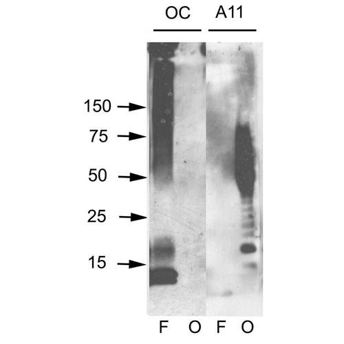 Western blot analysis of Human Abeta42 fibrils and prefibrillar oligomers showing detection of Amyloid Oligomers (A11) protein using Rabbit Anti-Amyloid Oligomers (A11) Polyclonal Antibody (STPA00055). Primary Antibody: Rabbit Anti-Amyloid Oligomers (A11) Polyclonal Antibody (STPA00055) at 1:1000. Courtesy of: Kayed, R., Head, E., Thompson, J. L., McIntire, T. M., Milton, S. C., Cotman, C. W., et al. (2003).