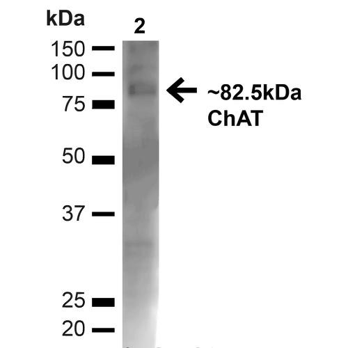 Western blot analysis of Mouse Brain showing detection of ~82.5kDa Choline Acetyltransferase protein using Rabbit Anti-Choline Acetyltransferase Polyclonal Antibody (STPA00074). Lane 1: MW Ladder. Lane 2: Mouse Brain (20 µg). Load: 20 µg. Block: 5% milk + TBST for 1 hour at RT. Primary Antibody: Rabbit Anti-Choline Acetyltransferase Polyclonal Antibody (STPA00074) at 1:1000 for 1 hour at RT.