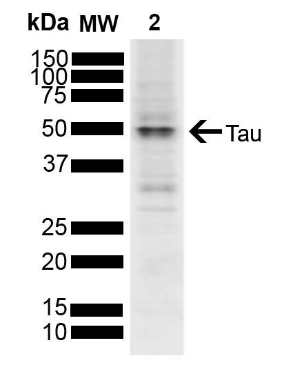 Western blot analysis of SH-SY5Y showing detection of ~45.8 kDa Tau protein using Rabbit Anti-Tau Polyclonal Antibody (STPA00088). Lane 1: Molecular Weight Ladder (MW). Lane 2: SH-SY5Y. Load: 10 µg. Block: 5% Skim Milk powder in TBST. Primary Antibody: Rabbit Anti-Tau Polyclonal Antibody (STPA00088) at 1:1000 for 2 hours at RT with shaking. Secondary Antibody: Goat anti-rabbit IgG:HRP at 1:4000 for 1 hour at RT with shaking.