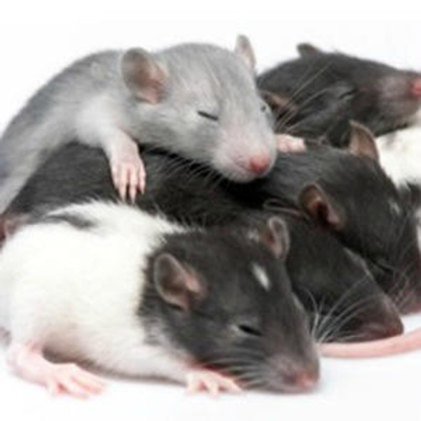 Rat Proliferating cell nuclear antigen (Pcna) ELISA Kit