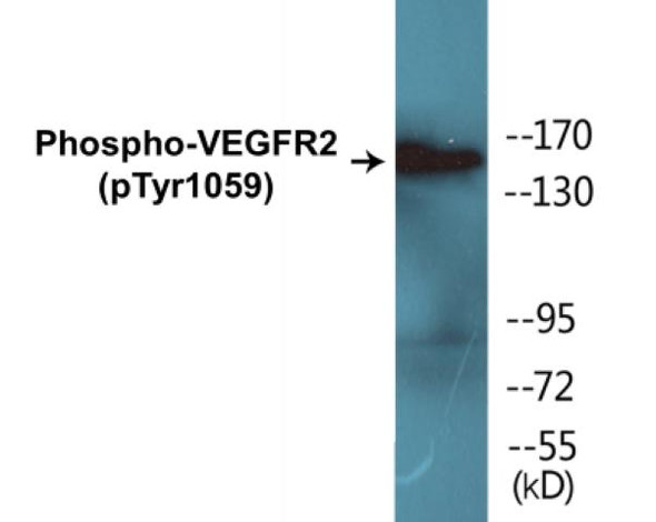 VEGFR2 (Phospho-Tyr1059) Colorimetric Cell-Based ELISA Kit