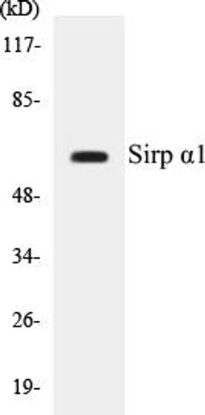 Sirp alpha1 Colorimetric Cell-Based ELISA Kit