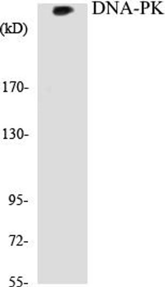 DNA-PK Colorimetric Cell-Based ELISA Kit