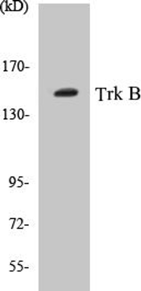 Trk B Colorimetric Cell-Based ELISA Kit