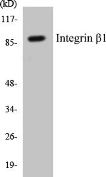 Integrin beta1 Colorimetric Cell-Based ELISA Kit