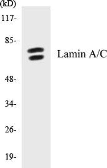 Lamin A/C Colorimetric Cell-Based ELISA Kit