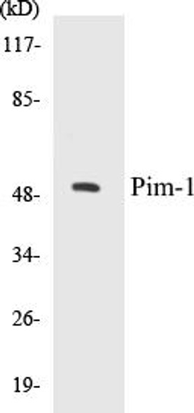 Pim-1 Colorimetric Cell-Based ELISA Kit