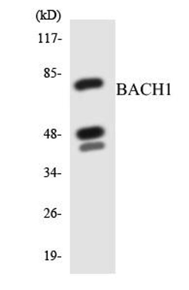 BACH1 Colorimetric Cell-Based ELISA