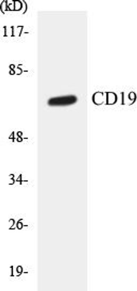 CD19 Colorimetric Cell-Based ELISA Kit