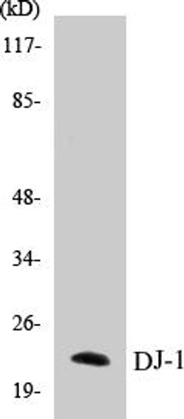 DJ-1 Colorimetric Cell-Based ELISA Kit