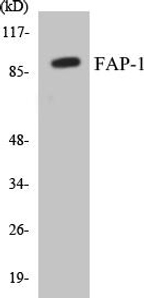 FAP-1 Colorimetric Cell-Based ELISA Kit