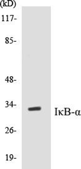 IkappaB-alpha Colorimetric Cell-Based ELISA Kit