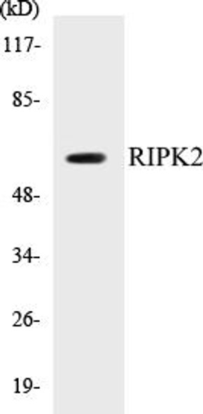 RIPK2 Colorimetric Cell-Based ELISA Kit