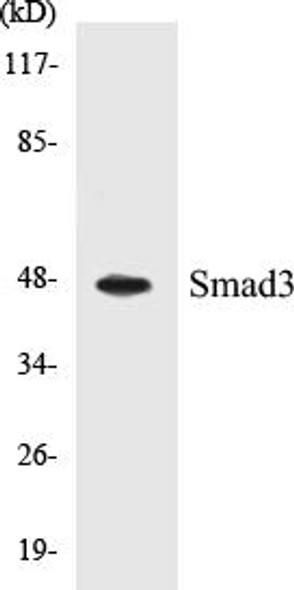 Smad3 Colorimetric Cell-Based ELISA Kit