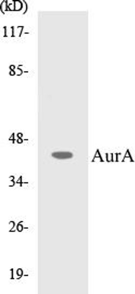 AurA Colorimetric Cell-Based ELISA Kit