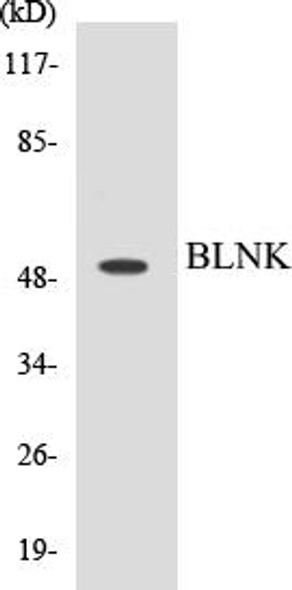 BLNK Colorimetric Cell-Based ELISA Kit