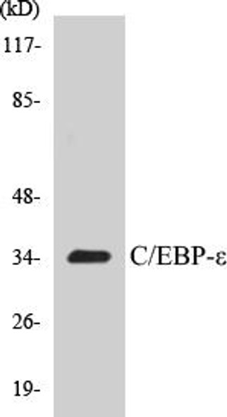 C/EBP-epsilon Colorimetric Cell-Based ELISA Kit