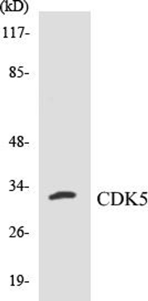 CDK5 Colorimetric Cell-Based ELISA Kit