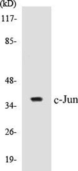 c-Jun Colorimetric Cell-Based ELISA Kit