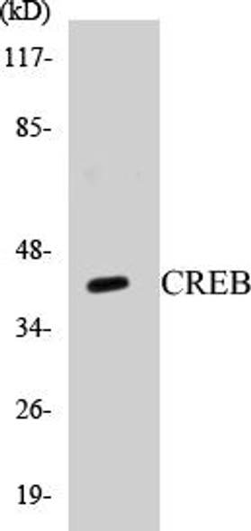 CREB Colorimetric Cell-Based ELISA Kit