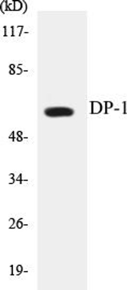 DP-1 Colorimetric Cell-Based ELISA Kit